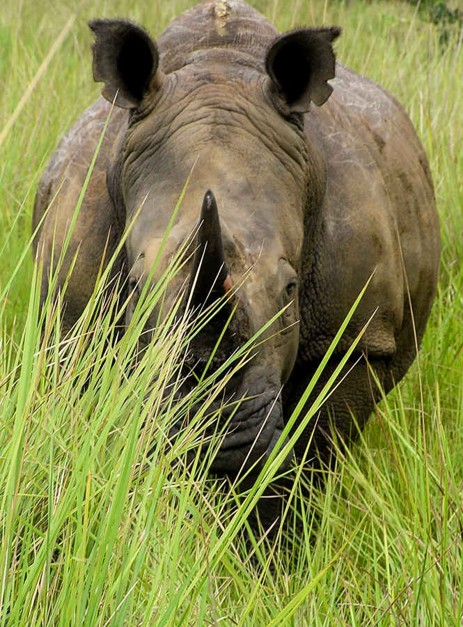 around the horn | on rhino safari in uganda